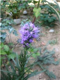 liatris