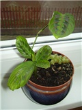 Maranta