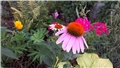 Ehinacea 2