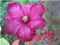 cvijet clematisa