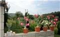 Adenium obesum 