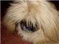 Đurđa2