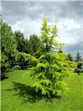 cedra
