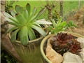 čuvarkuća sempervivum