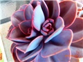 echeveria pupić
