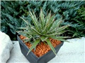 Agave parviflora