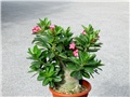 Adenium arabicum