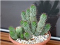 hoodia gordonii