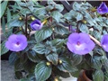 Achimenes