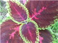 coleus