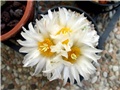 Thelocactus hexaedrophorus  