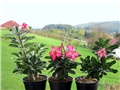 Adenium obesum - sijanci 2012