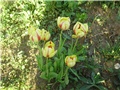 tulipani