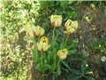 tulipani