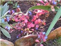 Ceratostigma plumbaginoides