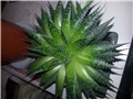 Aloavera