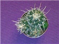 Kaktusi (Euphorbia obesa i Stenocactus)