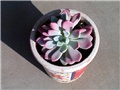 Echeveria rainbow