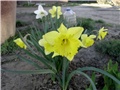 narcis3
