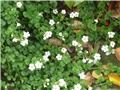 bacopa