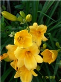 graničica - Hemerocallis