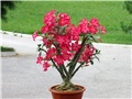 Adenium 