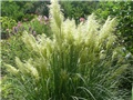 pampas