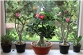 Adenium 