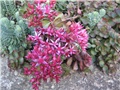 sedum