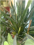 sansenveria