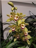 Cymbidium