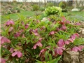 kukurijek helleborus