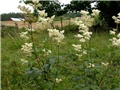 Filipendula ulmaria