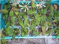 rudbeckia hirta 