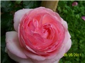 Ruža zeleno roza penjačica