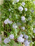 ceanotus