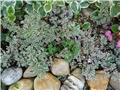 sedum2