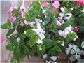 Kombinacija Tradescantia-Potunija