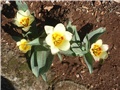 tulipani otvoreni