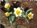 tulipani otvoreni