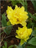 tulipani