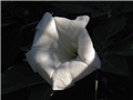 Datura