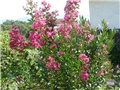 lagoerstremia