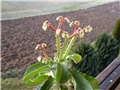 Monadenium magnificum