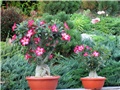 Adenium obesum