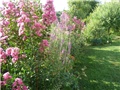 lagoerstremia