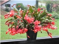 Schlumbergera