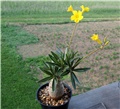 pachypodium rosulatum var. gracilis