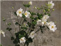 Anemone japonica