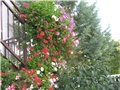 pelargonije